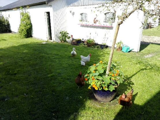 Høns i haven